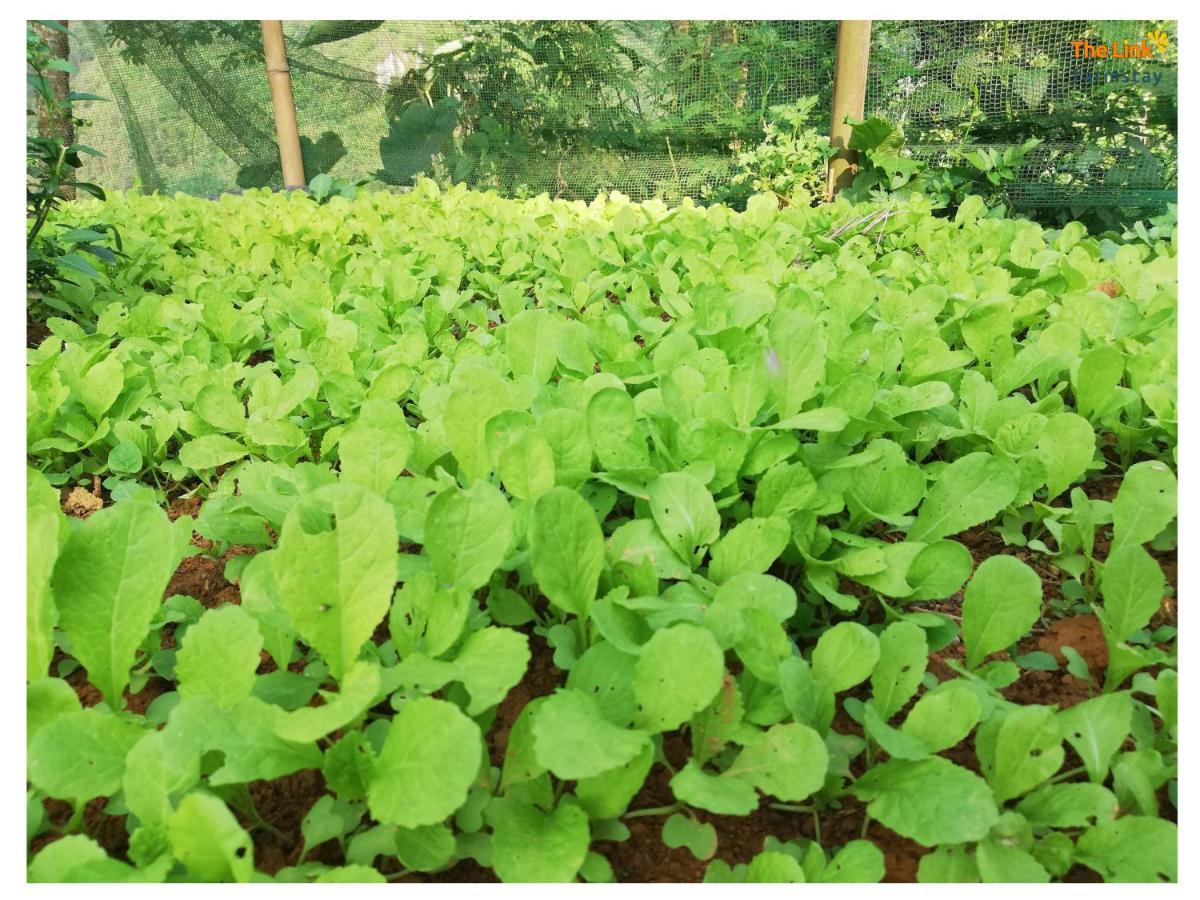 The Link Farmstay Sa Pa Exterior photo